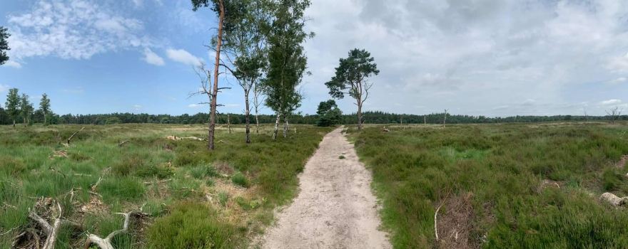 Rucphense Forests
