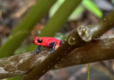 Bijagua Ranas