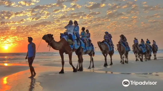 Broome Camel Safaris