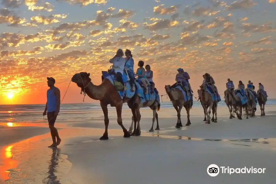 Broome Camel Safaris