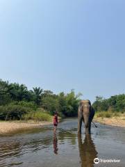 Wassana Elephant Camp