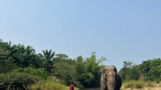 Wassana Elephant Camp