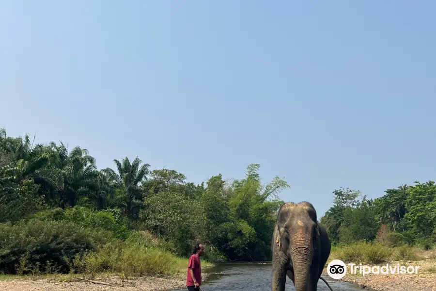 Wassana Elephant Camp