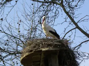 ランゲ・エアレン / エアレン＝フェライン・バーゼル動物園