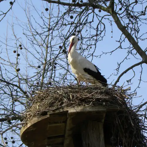 Tierpark Lange Erlen