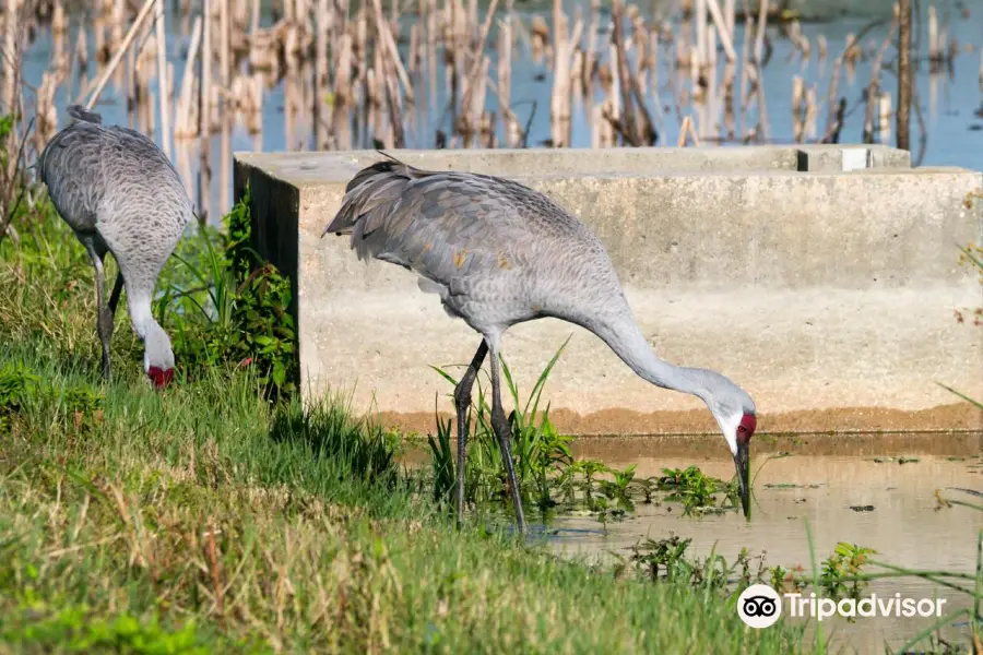 Indian River County wetlands