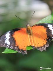 Butterfly Garden