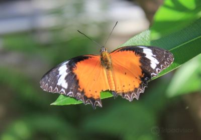 The Butterfly Garden