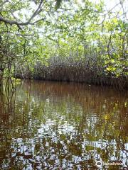 The Western Caribbean Fly Fishing School.