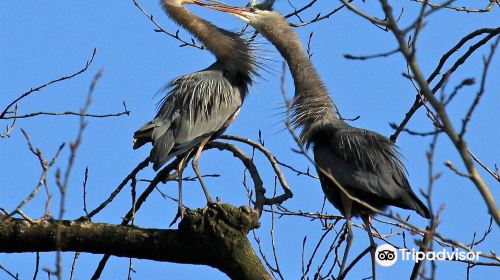 Great Blue Heron Nature Reserve