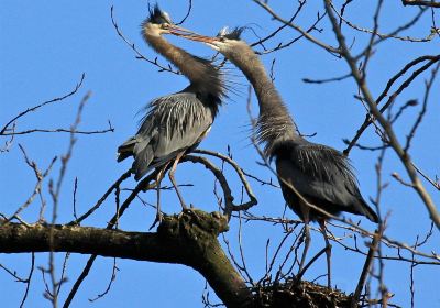 Great Blue Heron Nature Reserve