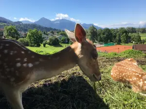 Doppelmayer Zoo