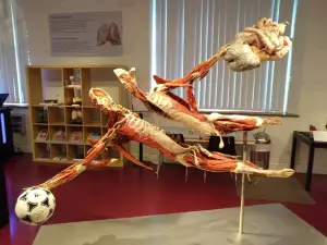 PLASTINARIUM. Anatomie Hautnah Erleben | Guben | Dauerausstellung