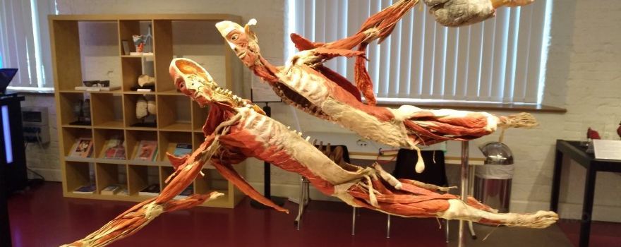 PLASTINARIUM. Anatomie Hautnah Erleben | Guben | Dauerausstellung
