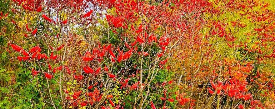 Greenwood Conservation Area