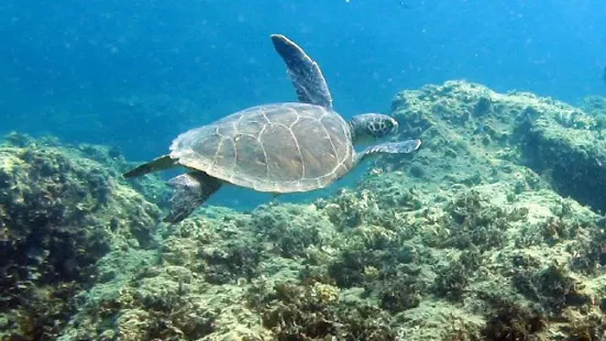 Scuba Turtle Diving School