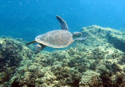 Scuba Turtle Diving