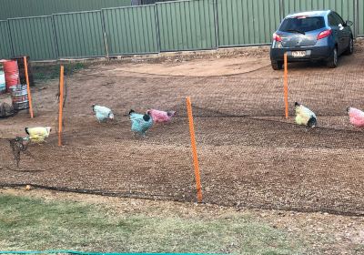 Ben's Chicken Racing Tambo