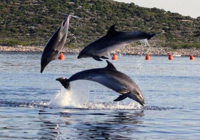 Dolphin Watching Tour - murter-trips.com