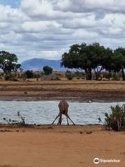 Glorious Safaris