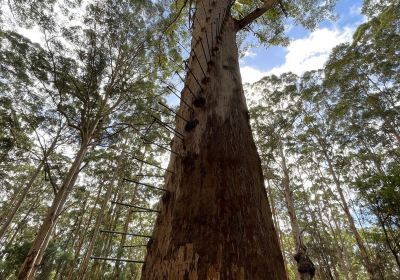 Gloucester Tree