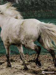 Brunir Horse
