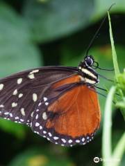 Butterfly Conservatory