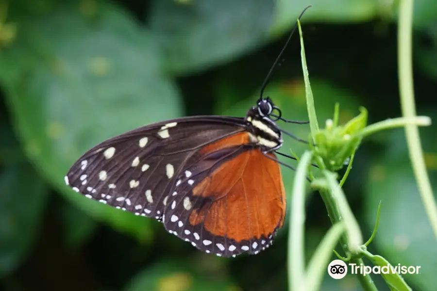 Butterfly Conservatory