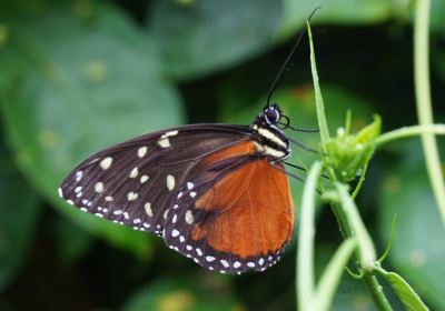 Butterfly Conservatory