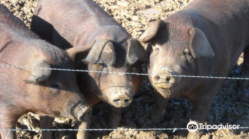 Open Gate Farm