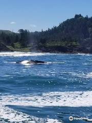 Whale, Sea Life, & Shark Museum