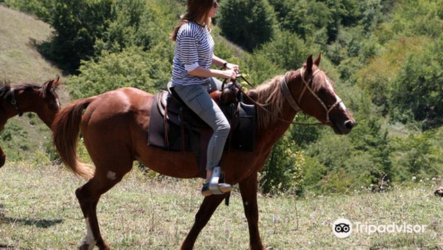 Lost Ridge Horse Ranch ( Former Living Roots )