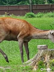 European Bison Reservation