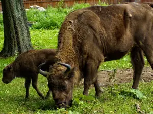 Bialowieski Park Narodowy