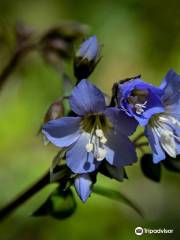 Shaw Nature Reserve