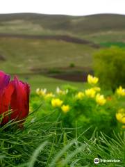 The Steppe Peony Reservation