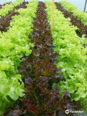 Daily Fresh Farm - Organic Farm Hydroponic Technology