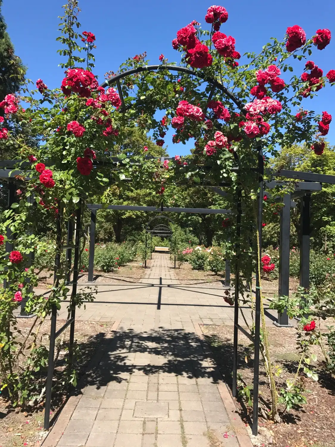 Hotels near Rose Garden