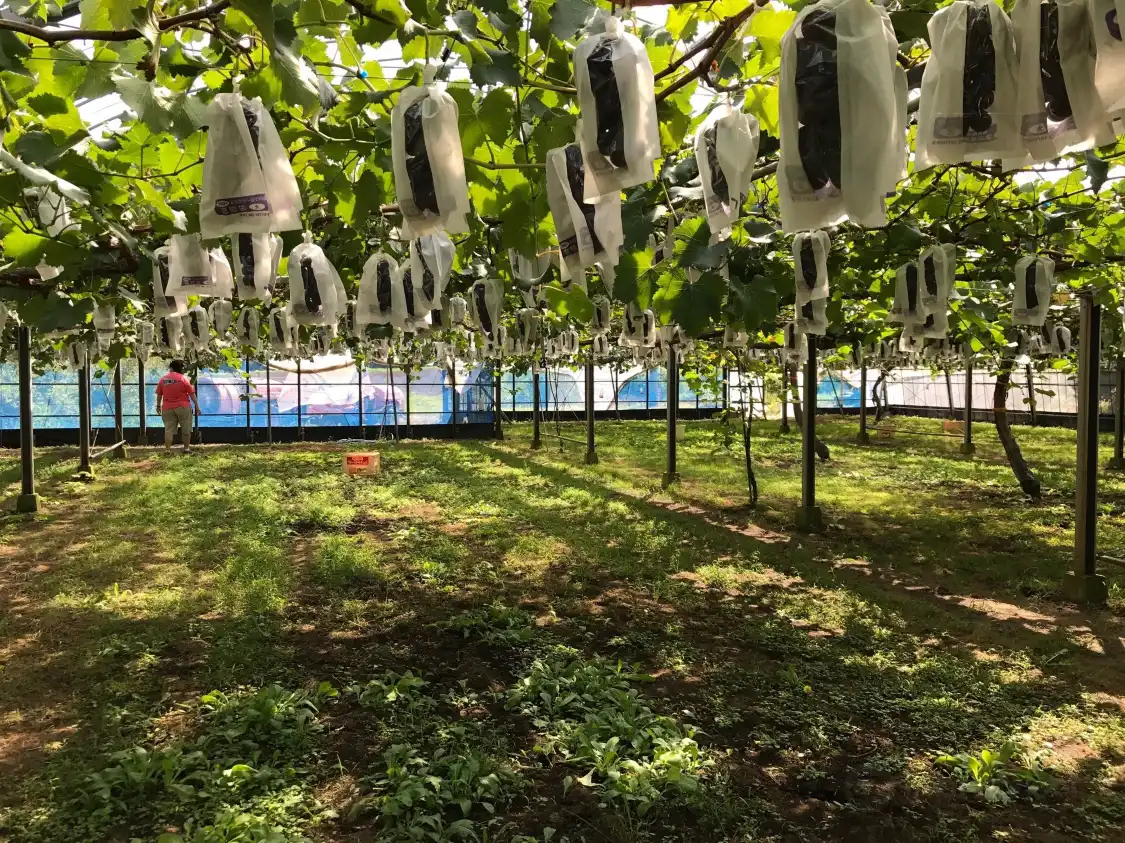 Hotels near Couples Fruit Country