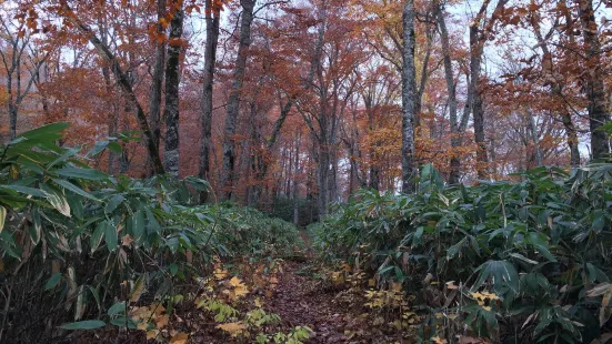 Utasai Beech Forests