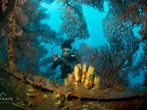 Island Divers