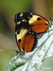 The Passiflorahoeve - Butterfly Garden Harskamp