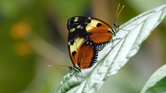 The Passiflorahoeve - Butterfly Garden Harskamp