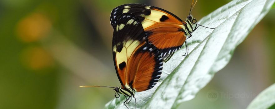 The Passiflorahoeve - Butterfly Garden Harskamp