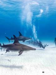 Neal Watson's Bimini Scuba Center