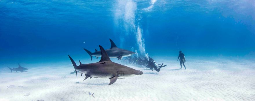 Neal Watson's Bimini Scuba Center