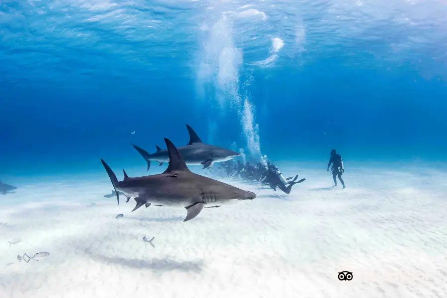 Neal Watson's Bimini Scuba Center