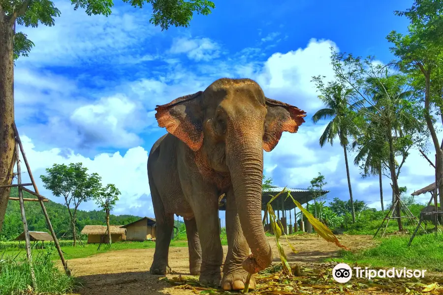 Lanna Kingdom Elephant Sanctuary