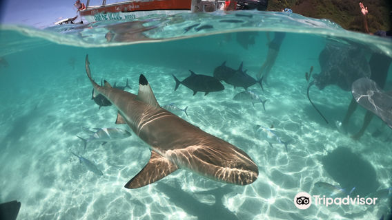 Moorea