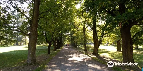 Lookout Great Kosíř （Rozhledna Velky Koser）